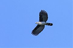 Gray-headed Kite